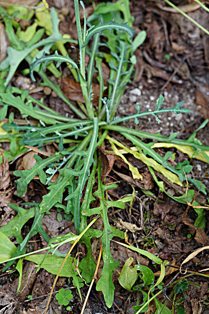 Aiuto determinazione - Asteraceae